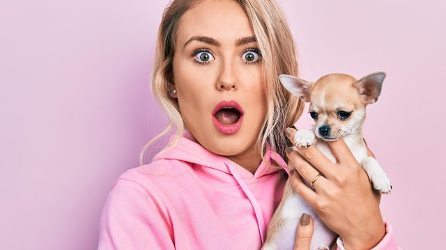 Beautiful,Young,Blonde,Woman,Hugging,Cute,Chihuahua,Dog,In,Shock