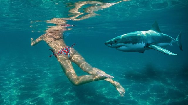 Swimming,With,Sharks,In,Shallow,Water