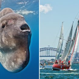 “World’s Dumbest Fish” Knocks Boat Out of Famous Yacht Race. “It’s a Sun Monster, It’s No Fish.”