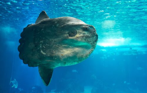 The ocean sunfish or common mola