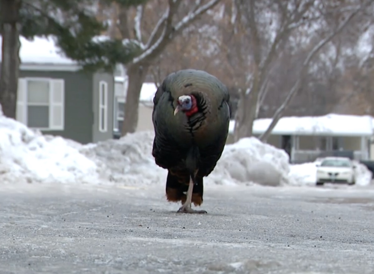 Wild Turkey Terrorizing Minnesota Residents: “Thinks I'm His Mom"