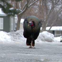 Wild Turkey Is Terrorizing Minnesota Residents: “It Thinks I’m His Mom or Something”