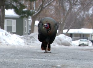 Wild Turkey Is Terrorizing Minnesota Residents: “It Thinks I’m His Mom or Something”