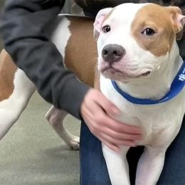 Man Left His Puppy Tied Up at Iowa Airport While He Caught a Flight Because He Didn’t Know He Needed a Kennel to Transport Dog on Plane