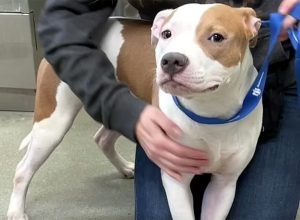 Man Left His Puppy Tied Up at Iowa Airport While He Caught a Flight Because He Didn’t Know He Needed a Kennel to Transport Dog on Plane