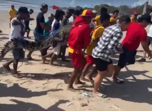 Female Beachgoer Records Hair-Raising Moment Beach Guards Carry Huge Crocodile From Water
