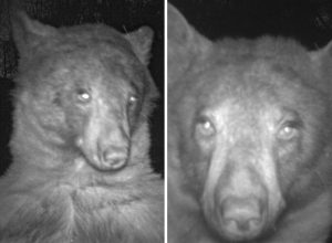 Bear in Colorado Takes Hundreds of Cute Selfies on Wildlife Camera