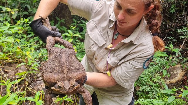 Cane toad main