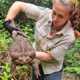 Mammoth “Toadzilla,” the World’s Biggest Cane Toad, Caught By Rangers And Euthanized