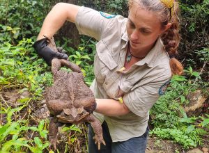 Mammoth “Toadzilla,” the World’s Biggest Cane Toad, Caught By Rangers And Euthanized