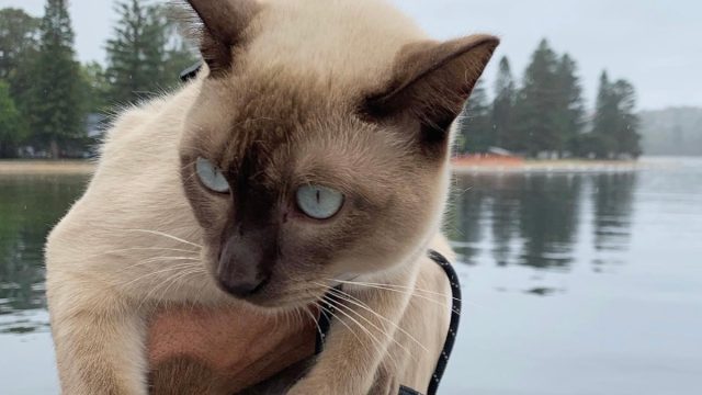 Cat water