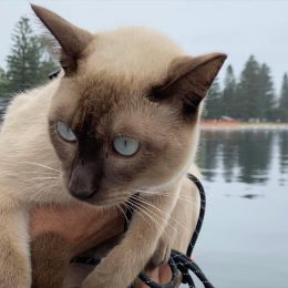 Gus the Cat Gets Death Threats for Participating in a Dog Swimming Race