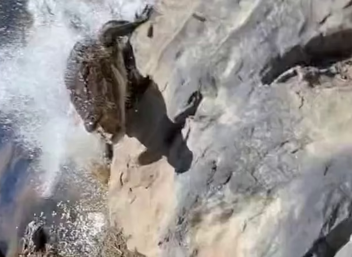 Fisherman Escapes Dragged Into the River by Saltwater Crocodile