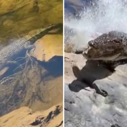 Fisherman Narrowly Escapes Being Dragged Into River by Furious Crocodile