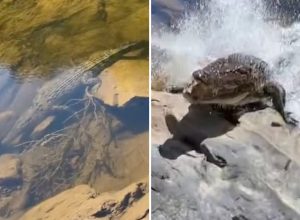 Fisherman Narrowly Escapes Being Dragged Into River by Furious Crocodile