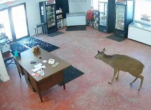 Wild Moment Deer Charges Full Speed Through Glass Doors of Butcher Shop