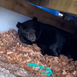 Stunning Moment Family Finds Hibernating Bear Under Their Deck—and Lets Him Stay