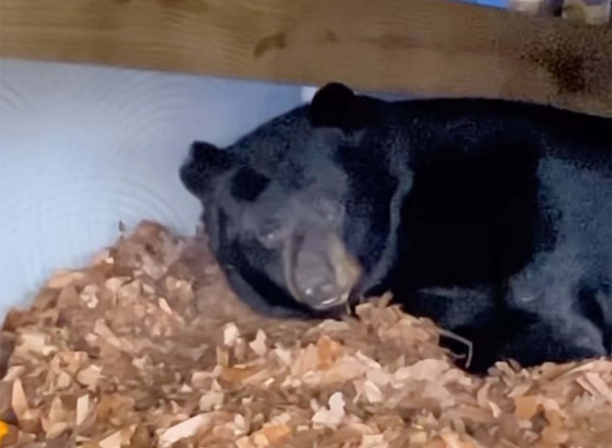 Family Finds Hibernating Bear Under Their Deck and Let Him Stay