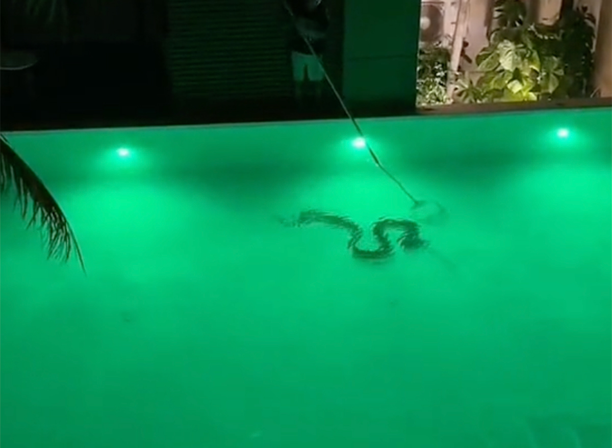 Woman Discovers 12-Foot Monster Snake Swimming in Hotel Pool