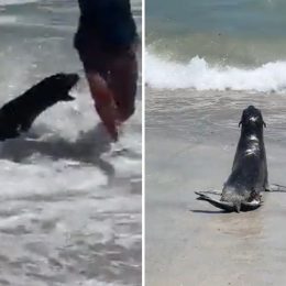 Aggressive Seals Brain Damaged From Toxic Fish Keep Attacking Bathers on Popular Beach