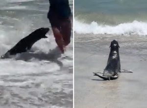 Aggressive Seals Brain Damaged From Toxic Fish Keep Attacking Bathers on Popular Beach