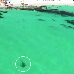 3 Large Sharks Lurk Feet Away From Unaware Swimmers