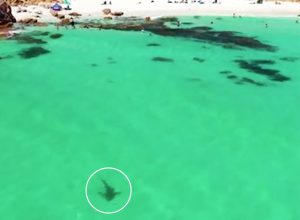 3 Large Sharks Lurk Feet Away From Unaware Swimmers