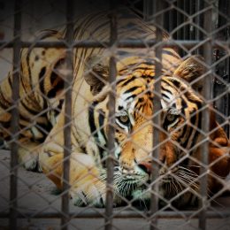 Men Sentenced for Breaking Into Zoo, Kicking a Tiger, Throwing Bottle at Giraffe and Leaving Penguins With “Anxiety”