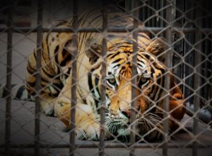 Men Sentenced for Breaking Into Zoo, Kicking a Tiger, Throwing Bottle at Giraffe and Leaving Penguins With “Anxiety”