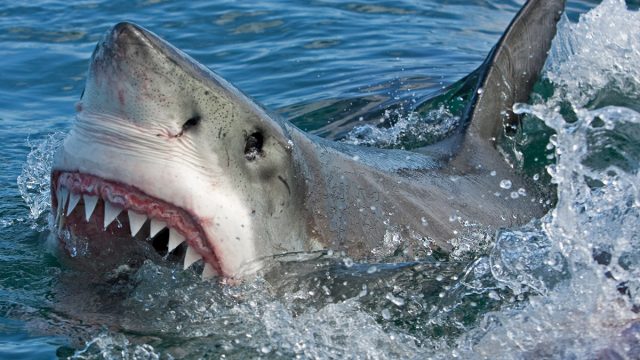 Great,White,Shark,,Carcharodon,Carcharias