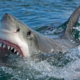 Kayaker Catches Great White Shark by Accident