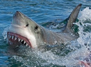 Kayaker Catches Great White Shark by Accident