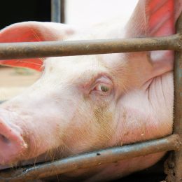 Pig Kills Butcher After Pushing Him to Fall on His Own Knife