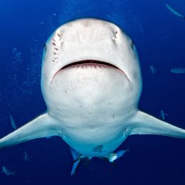 Sharks Kill Dolphin in Front of Horrified Beachgoers, Forcing Closures