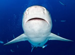 Sharks Kill Dolphin in Front of Horrified Beachgoers, Forcing Closures