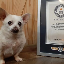 “Severely Neglected” Chihuahua Abandoned in Supermarket Car Park Turns Out to Be “World’s Oldest Dog”