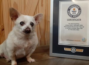 “Severely Neglected” Chihuahua Abandoned in Supermarket Car Park Turns Out to Be “World’s Oldest Dog”