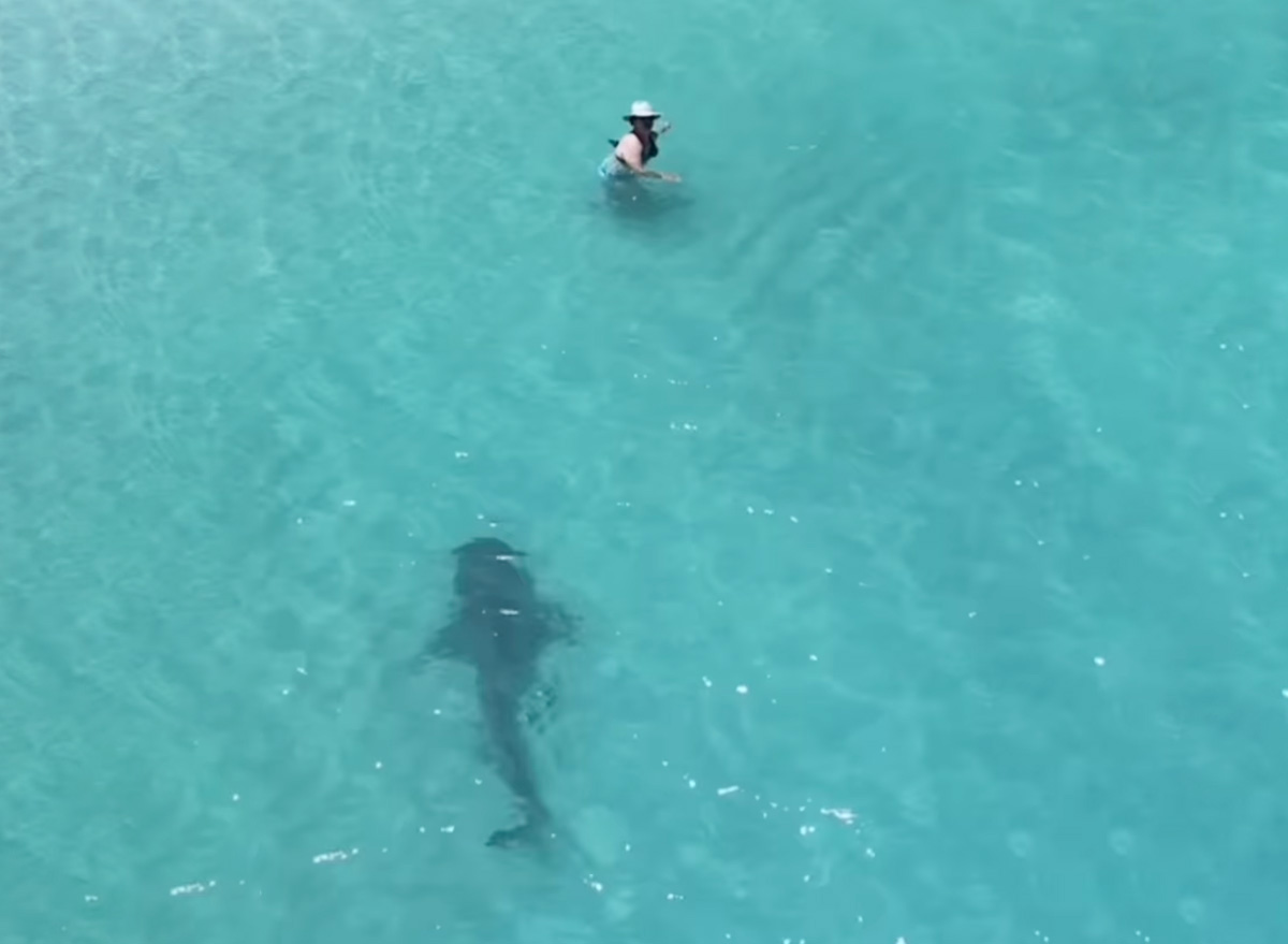 Tiger Shark Lurks Feet Away From Clueless Beachgoers Swimming