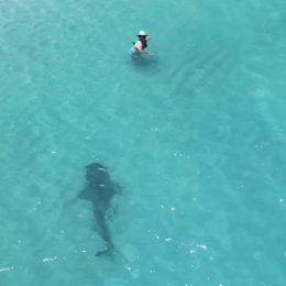 Heart-Stopping Moment Tiger Shark Lurks Feet Away From Clueless Beachgoers Swimming in Shallow Waters