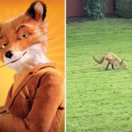 Bizarre Moment Two-Legged Fox Walks Through Couple’s Garden “Bolt Upright Like a Human”