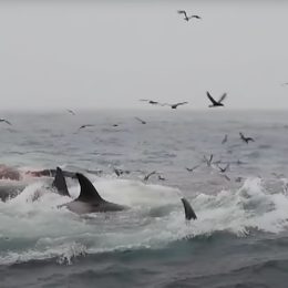 Gang of Killer Whales Attacks Blue Whale, The Largest Animal on the Earth. “The Biggest Predation Event on the Planet.”