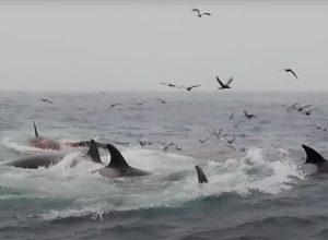 Gang of Killer Whales Attacks Blue Whale, The Largest Animal on the Earth. “The Biggest Predation Event on the Planet.”