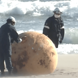 Giant Mystery Ball Washes up on Beach. "Monster Movies Usually Start Like This"