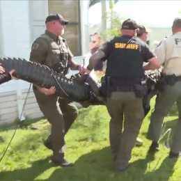 82-Year-Old Woman Fights Off Alligator