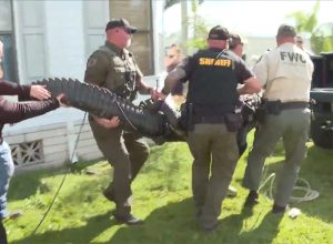 82-Year-Old Woman Fights Off Alligator