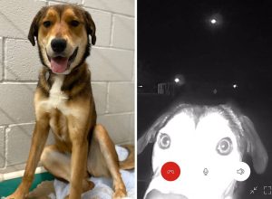 Lost Dog Runs 10 Miles to Ring Doorbell of Animal Shelter Where She Used to Live