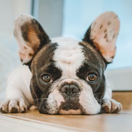 Dog Breeder Fatally Shot at $2,500 Sale of French Bulldog