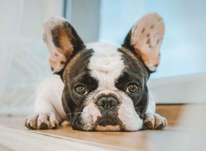 Dog Breeder Fatally Shot at $2,500 Sale of French Bulldog