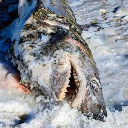 Frozen Shark Washes Up on Popular Beach