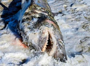 Frozen Shark Washes Up on Popular Beach